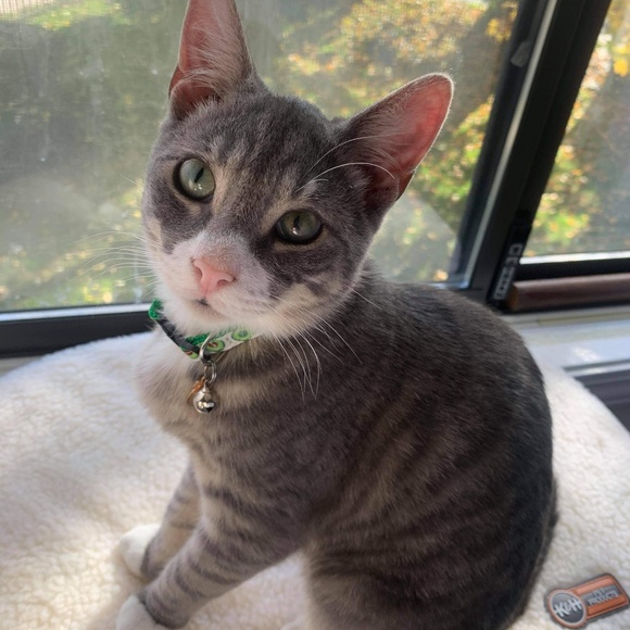 Meet your Posher, David - Picture 1 of 1